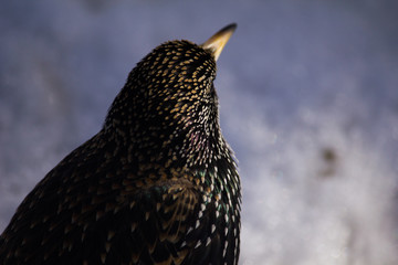 espalda del pajaro 