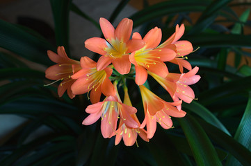 Blühende Clivia