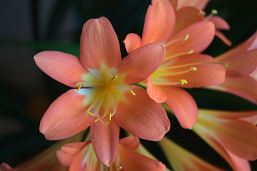 Blühende Clivia
