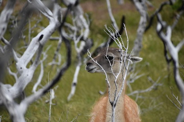 guanacos