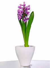 Gentle purple hyacinth
