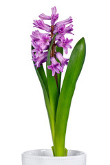Naklejka na ściany i meble Gentle purple hyacinth
