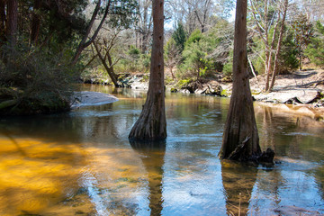 bohemian park in fairhope alabama winding river in cypress trees