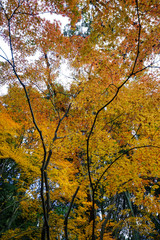 京都宇治の紅葉シーズン