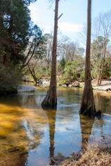 bohemian park in fairhope alabama winding river in cypress trees