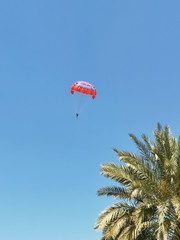 Paraglider. Skydiver over palm trees.