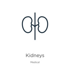 Kidneys icon. Thin linear kidneys outline icon isolated on white background from medical collection. Line vector sign, symbol for web and mobile