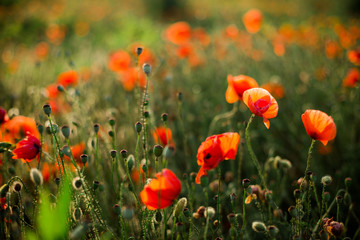 Poppy field close-up, blooming wild flowers in the setting sun. Red green background, blank, wallpaper with soft focus.