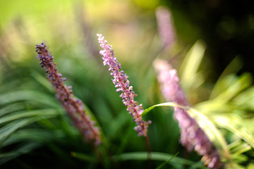 flowers in the garden