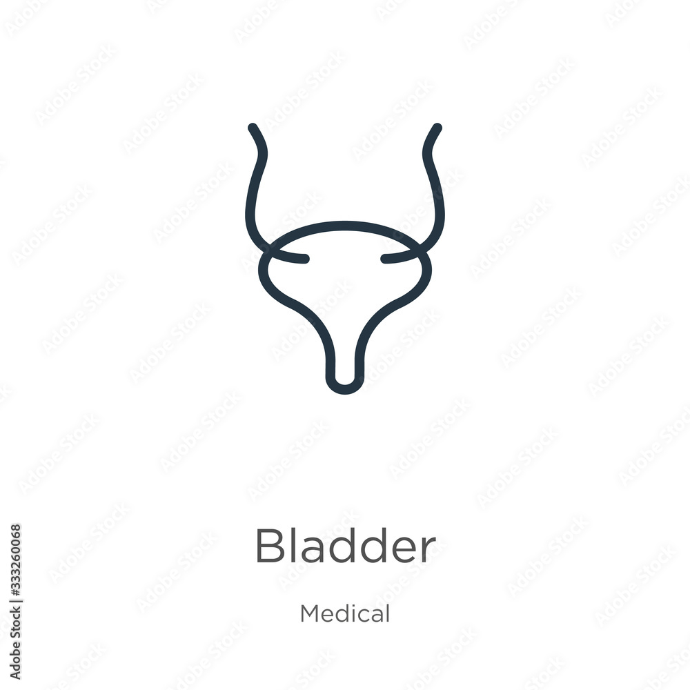Poster bladder icon. thin linear bladder outline icon isolated on white background from medical collection.