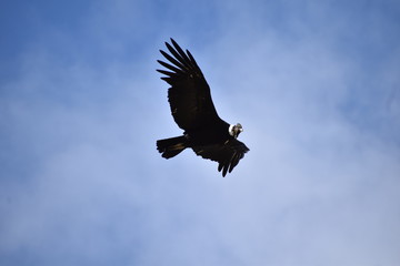 LIBERTAD