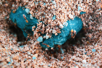 Tiny Brown Ants Working Around a Turquoise Pebble