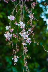 山国の枝垂れ桜