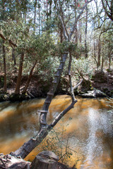 bohemian park in fairhope alabama winding river in cypress trees