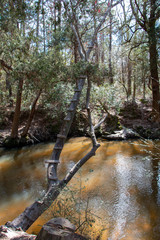 bohemian park in fairhope alabama winding river in cypress trees