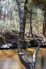 bohemian park in fairhope alabama winding river in cypress trees