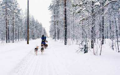 People in Husky dog sled in Finland in Lapland winter reflex