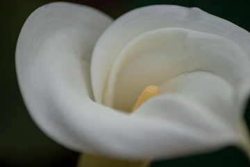 Fototapeta na wymiar flor de lirio