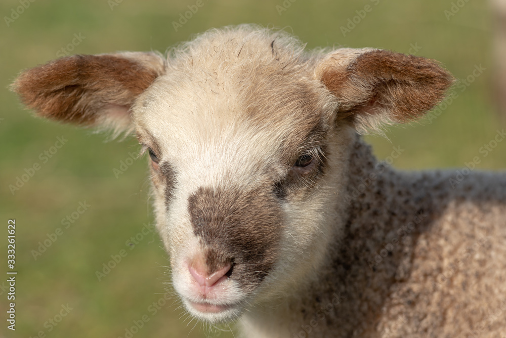 Poster portrait d'agneau dans un pâturage