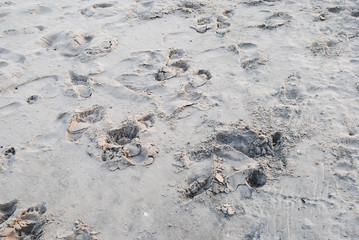 Golden Sand on the beach as background. Sand Texture. Golden sand. Background from fine sand.