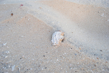 Golden Sand on the beach as background. Sand Texture. Golden sand. Background from fine sand.