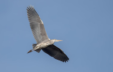 Fototapeta na wymiar Grey Heron Flying