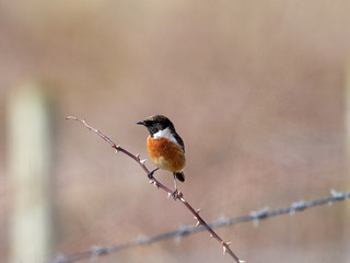 A male Stonechat (Saxicola torquata) perched on a branch whilst looking for a mate at the start of spring in Talacre, North Wales.
