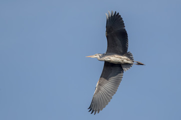 Grey Heron Flying