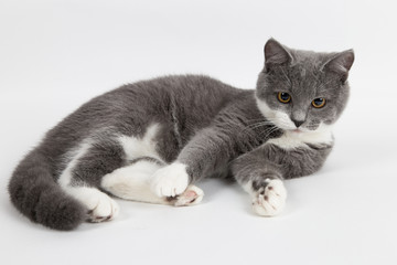 Obraz premium Funny gray kitten with white paws socks, isolate on a white background. The pet is watching and playing. Commercial sale, copy space.