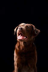 Obraz premium ラブラドールレトリバー