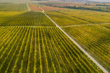 aerial view of beautiful autumn vineyard