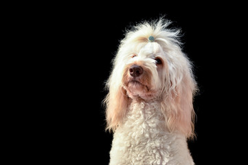 ラブラドゥードル