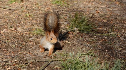 Red squirrel sits on the ground in the forest. Red squirrel in spring