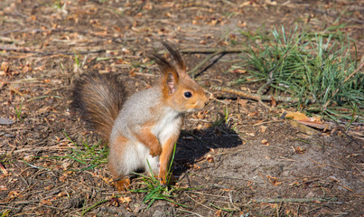 Naklejka na ściany i meble Red squirrel sits on the ground in the forest. Red squirrel in spring