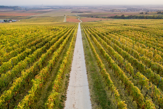 aerial view of beautiful autumn vineyard