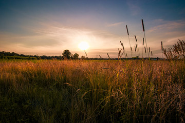Obraz premium sunset over field