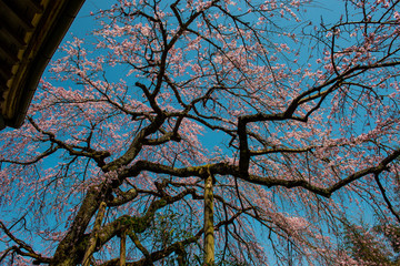 畳石の枝垂れ桜
