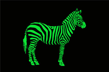 Graphical color zebra staning isolated on black background,vector illustration