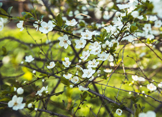 spring cherry blossoms, closeup and boke