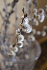  a willow with soft fluffy silvery catkins in a vase