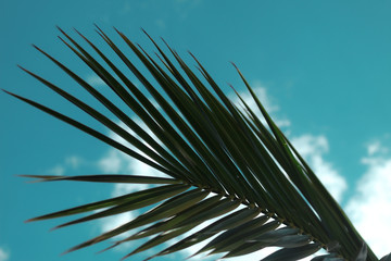Obraz premium Imagen de una rama de palmera con cielo azul de estilo tropical