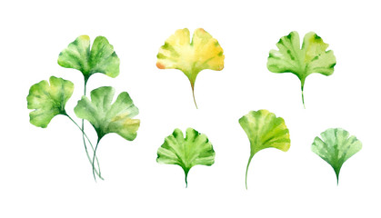 Ginkgo biloba leaves. Watercolor hand painted illustration isolated on white background.