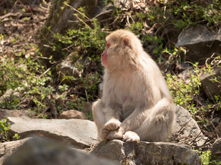Mono en la reserva de Jigokudani, Yudanaka, Nagano