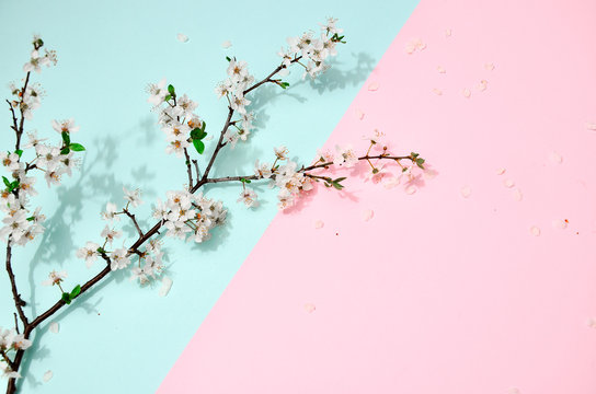 Branch of a sakura flowers isolated on pink blue background