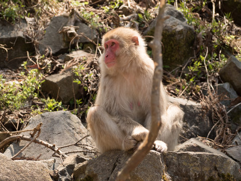 Mono en la reserva de Jigokudani, Yudanaka, Nagano
