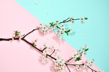Branch of a sakura flowers isolated on pink blue background