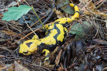 fire salamander with its black yellow spotted, Salamandra salamandra in wet environment