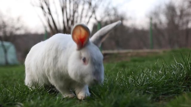 White rabbit eating grass in the yard