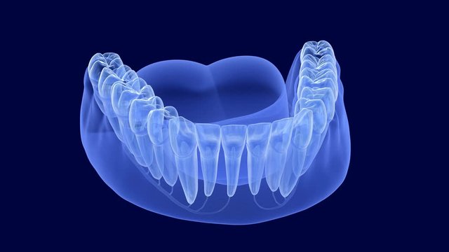 Teeth root anatomy, Xray view. Medically accurate dental 3D animation 