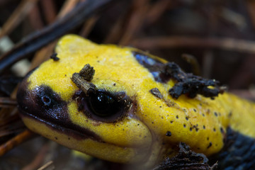 close up of fire salamander with its black yellow spotted, Salamandra salamandra in wet environment